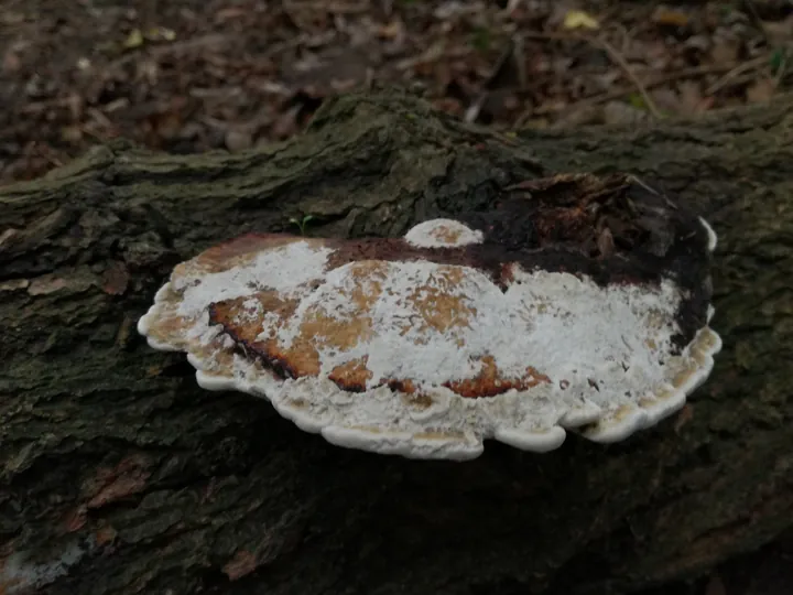 Paddestoelen Kennedy bos Kortrijk (België)